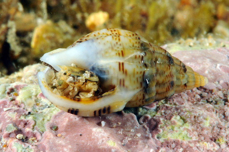 Prosobranco da determinare